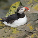 Atlantic Puffin - Photo (c) iandeas, some rights reserved (CC BY-NC)