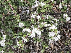 Ceanothus cuneatus ramulosus