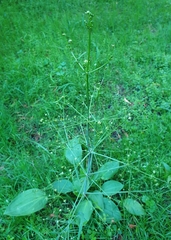 Alisma plantago-aquatica