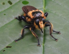 Laphria apila