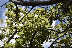 Zanthoxylum flavum