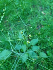 Alisma plantago-aquatica