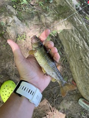 Nocomis platyrhynchus