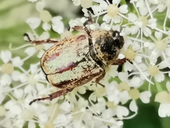 Hoplia argentea