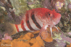 Hypoplectrodes nigroruber