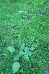 Alisma plantago-aquatica