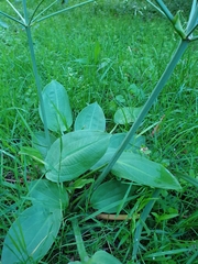 Alisma plantago-aquatica
