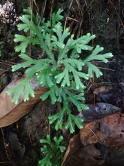 Selaginella doederleinii