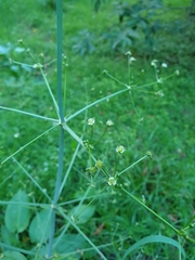 Alisma plantago-aquatica