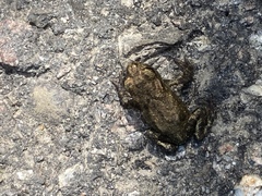 Bufo bufo