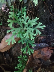 Selaginella doederleinii
