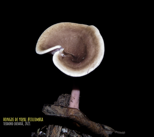 Trogia cantharelloides