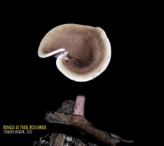 Trogia cantharelloides