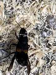 Platydracus fossator