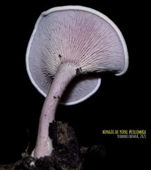 Trogia cantharelloides