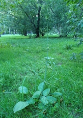 Alisma plantago-aquatica