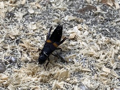 Platydracus fossator