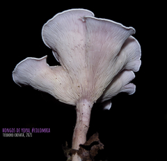 Trogia cantharelloides