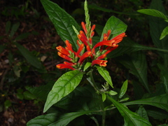 Aphelandra longiflora