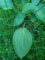 Alisma plantago-aquatica