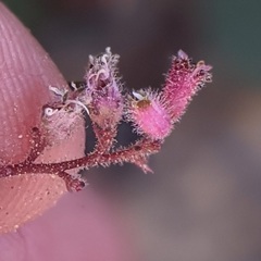 Heuchera hirsutissima