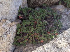 Heuchera hirsutissima