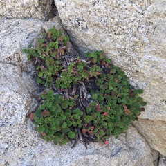 Heuchera hirsutissima