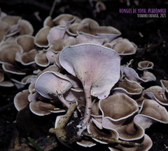 Trogia cantharelloides