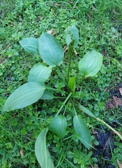 Alisma plantago-aquatica