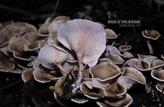 Trogia cantharelloides