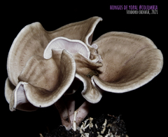 Trogia cantharelloides