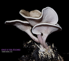 Trogia cantharelloides