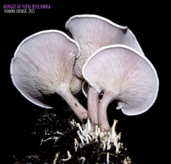 Trogia cantharelloides