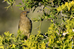 Sombre Greenbul photo 5