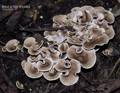 Trogia cantharelloides