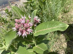 Asclepias speciosa
