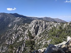 Heuchera hirsutissima