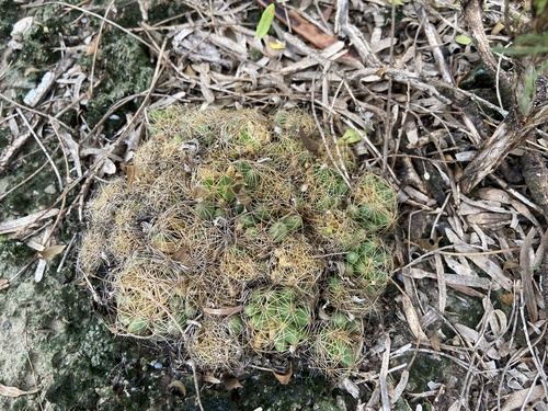 Mammillaria sphaerica