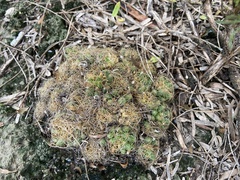 Mammillaria sphaerica