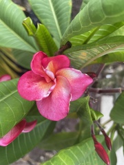 Plumeria rubra