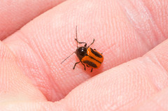 Cryptocephalus bipunctatus