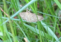 Anania fuscalis