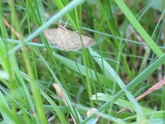 Anania fuscalis