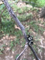 Amithao marginicollis