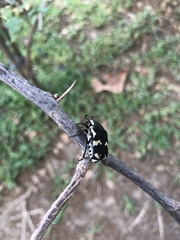 Amithao marginicollis