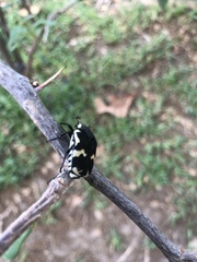 Amithao marginicollis