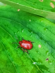 Lilioceris merdigera