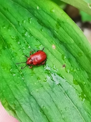 Lilioceris merdigera