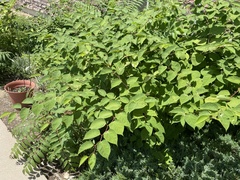 Reynoutria japonica