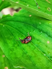 Lilioceris merdigera